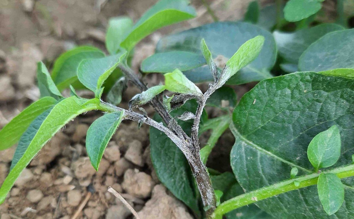 Plant leaves showing blight infection